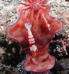 Twin Emperors in Lembeh Strait by Dale Treadway 